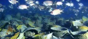 5 dynasty wreck off Cirebon