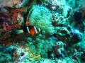 Underwater life