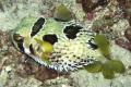 Underwater life