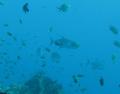 Underwater life