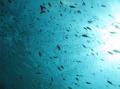 Underwater life