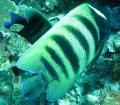 Underwater life