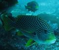 Underwater life