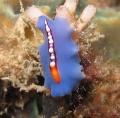 Underwater life