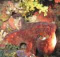 Underwater life