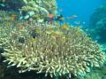 Underwater life