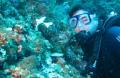 Underwater life