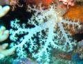 Underwater life