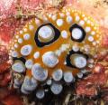Underwater life
