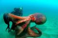 Dance with the octopus